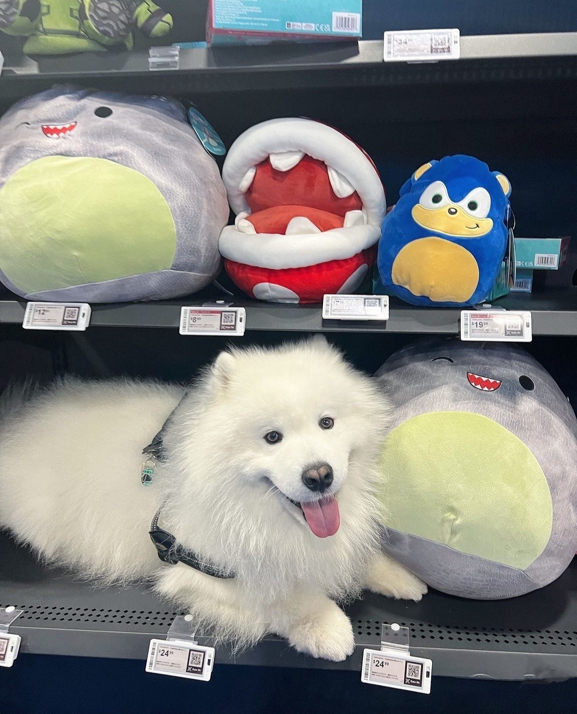 萨摩耶：我要把自己卖了，然后逃出来，然后去买新玩具！ 然后把自己卖了，然后逃出来