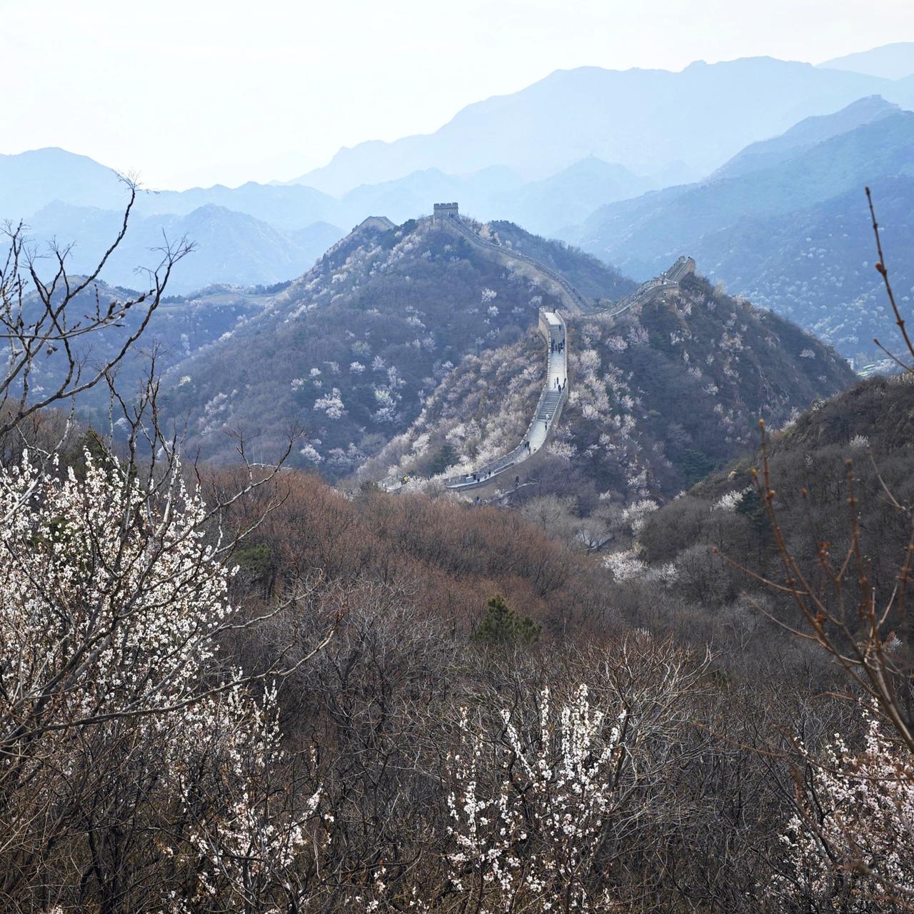 长城春色（2025年4月8日摄于八达岭）