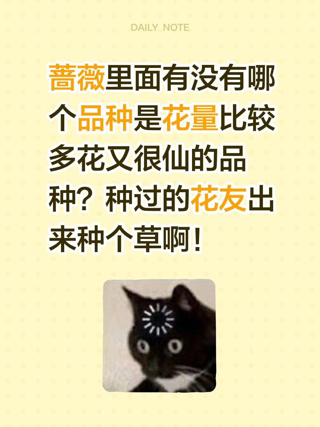 蔷薇里面哪个品种比较好？蔷薇里面有没有哪个品种是花量比较多花又很仙的品种？种过的