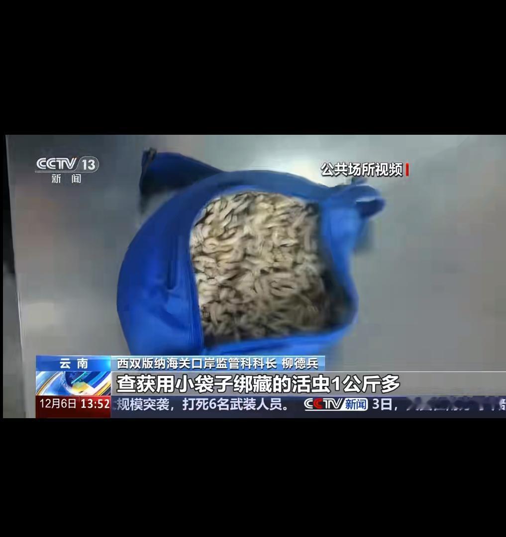 云南西双版纳海关查获一起令人咋舌的走私事件：一名女子竟将2斤多活虫藏于裤内企图入