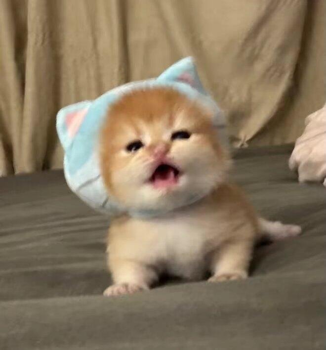 永远爱小猫 ​​​