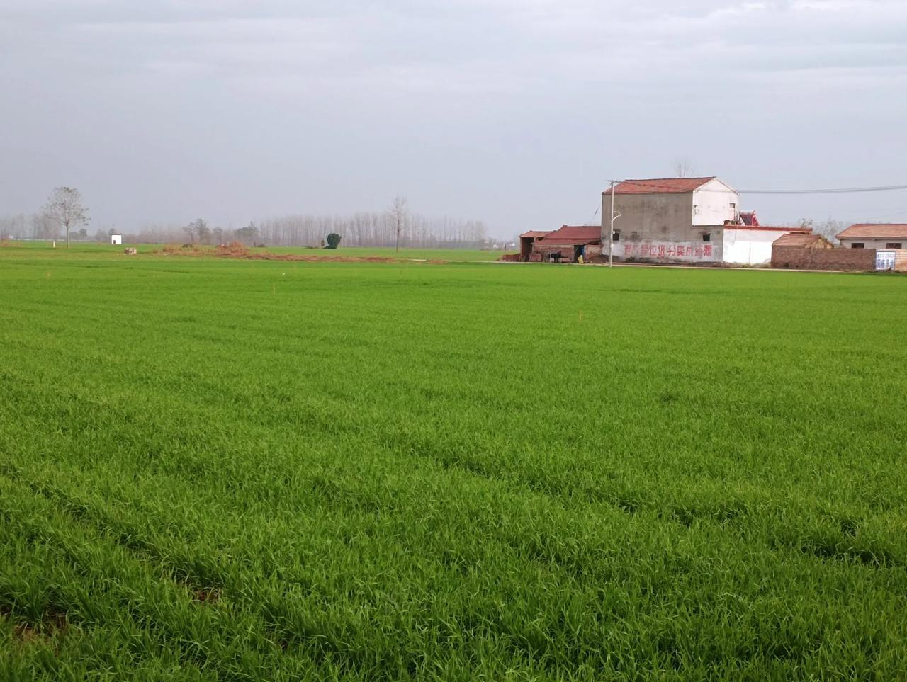 美丽的河南豫东田野！