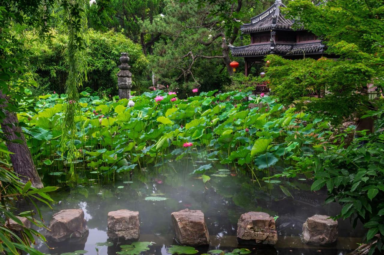 上海古猗园。上海古猗园古园赏荷 荷花