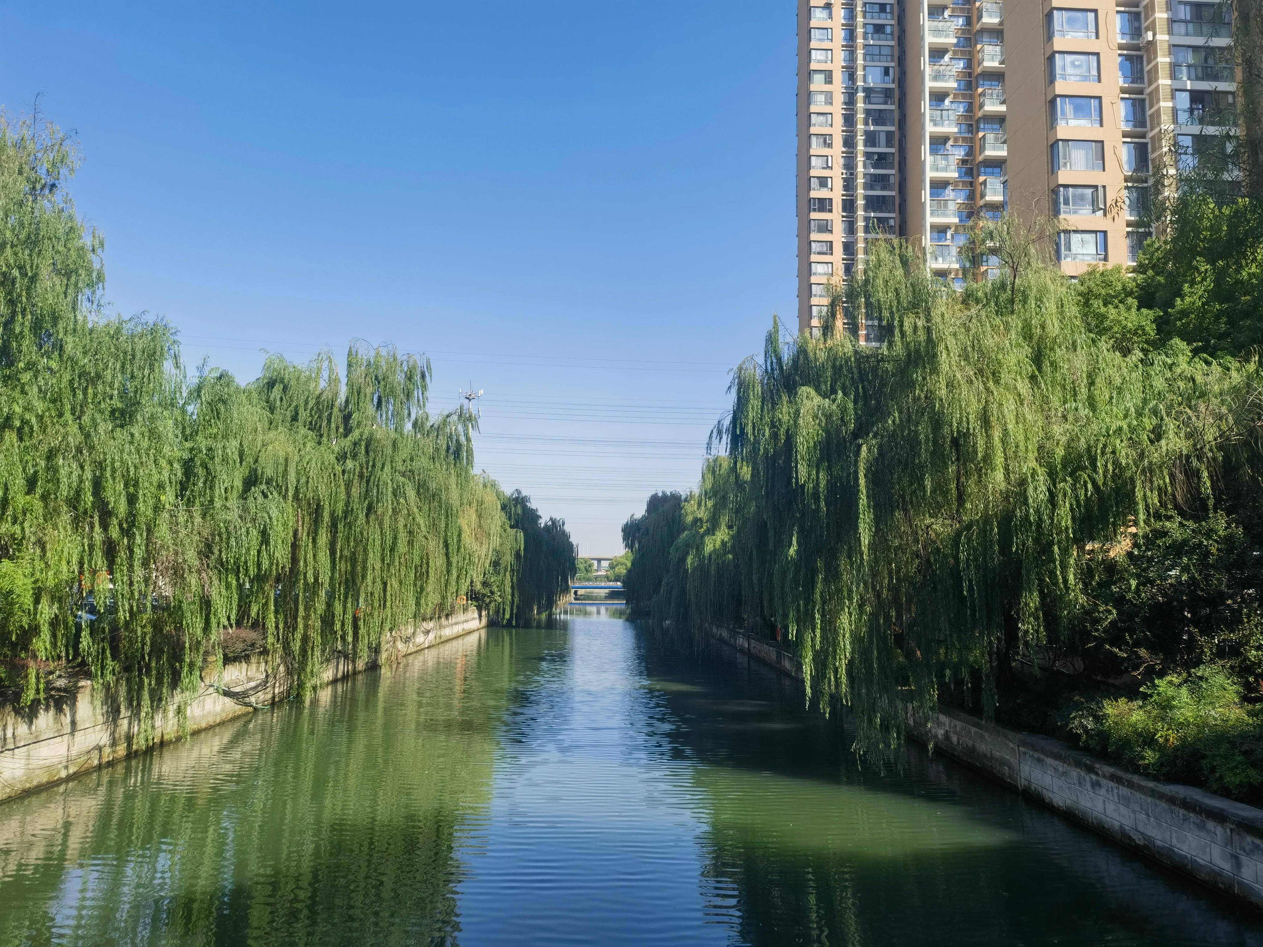 今日又是一个秋高气爽好天气的日子，期待中的桂花姗姗来迟，终于怒放了，姑苏又到了满