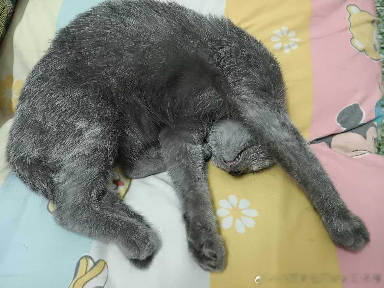 50461【丑猫】哪来的老鼠 