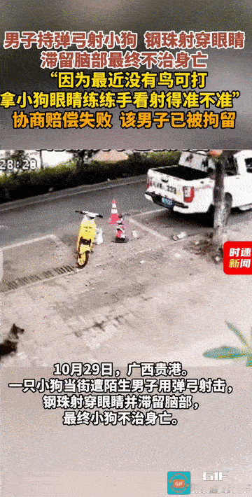 “太缺德了!”广西贵港，一名男子为了练练手，看看自己射的准不准，竟用弹弓射向一只