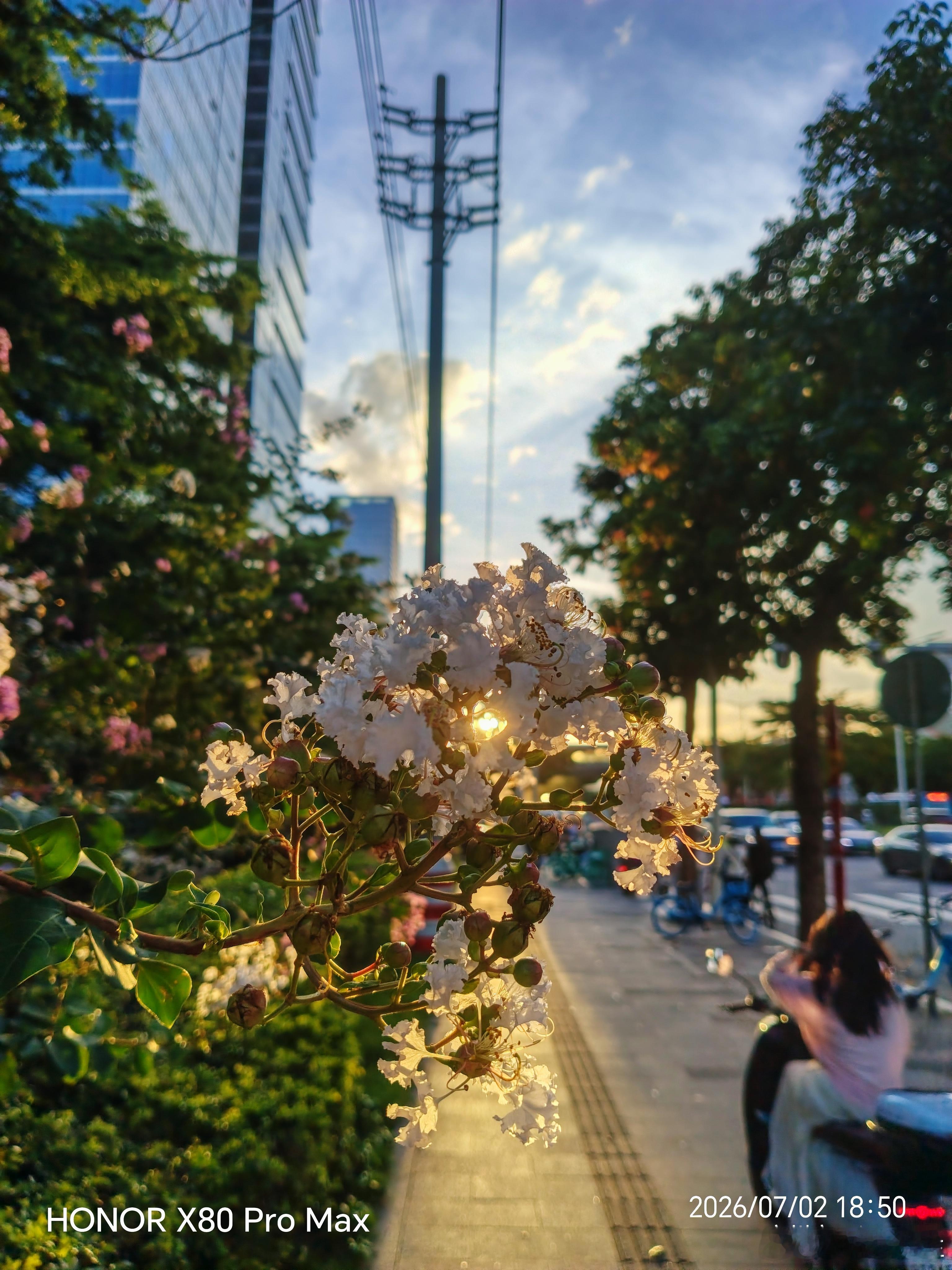 🌇傍晚的广州天河区，荣耀magicos 优化调教，阳光穿过紫薇花丛的瞬间被HO