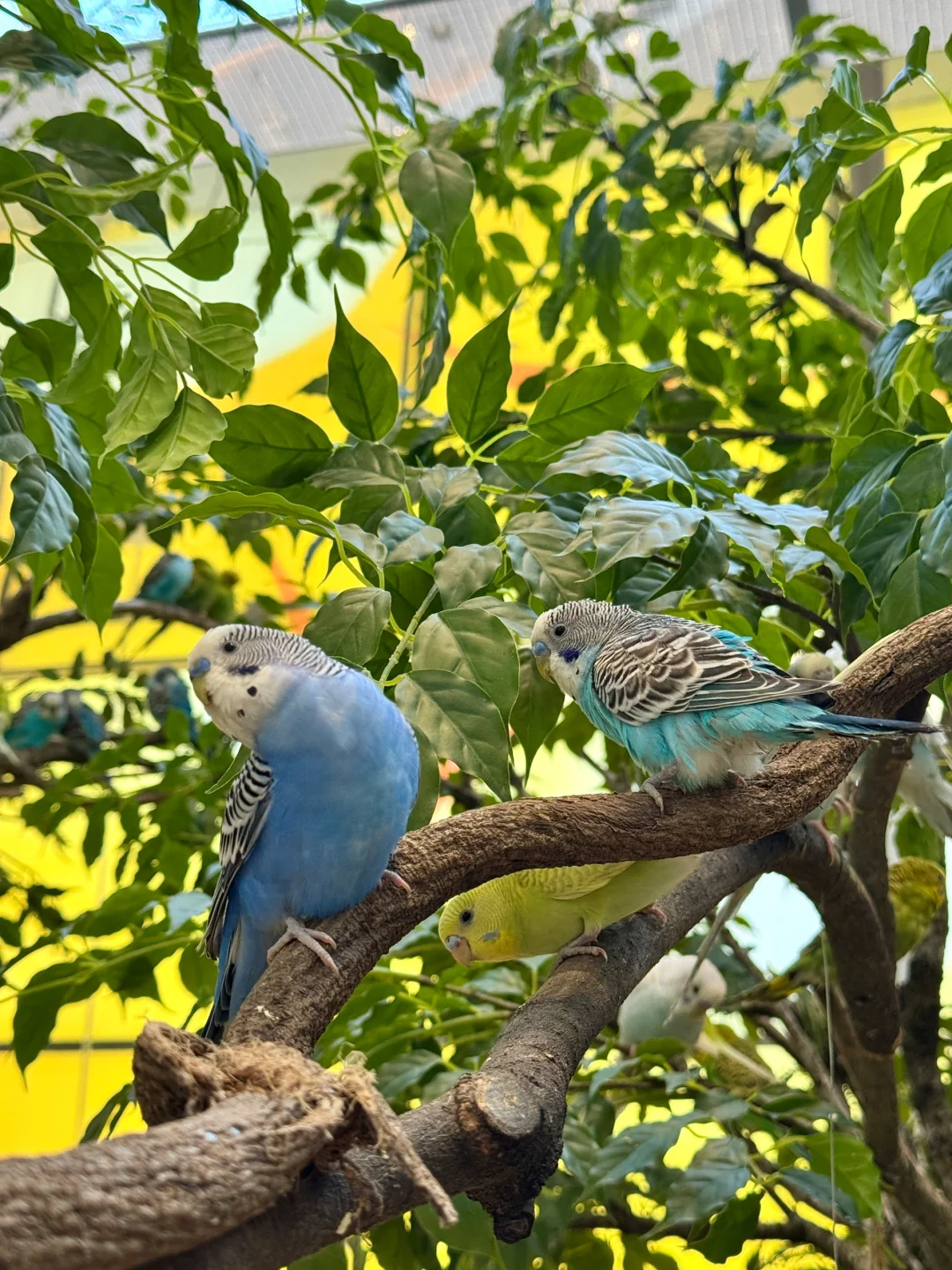 长沙人民都收到通知了吗！600只鹦鹉🦜免费领