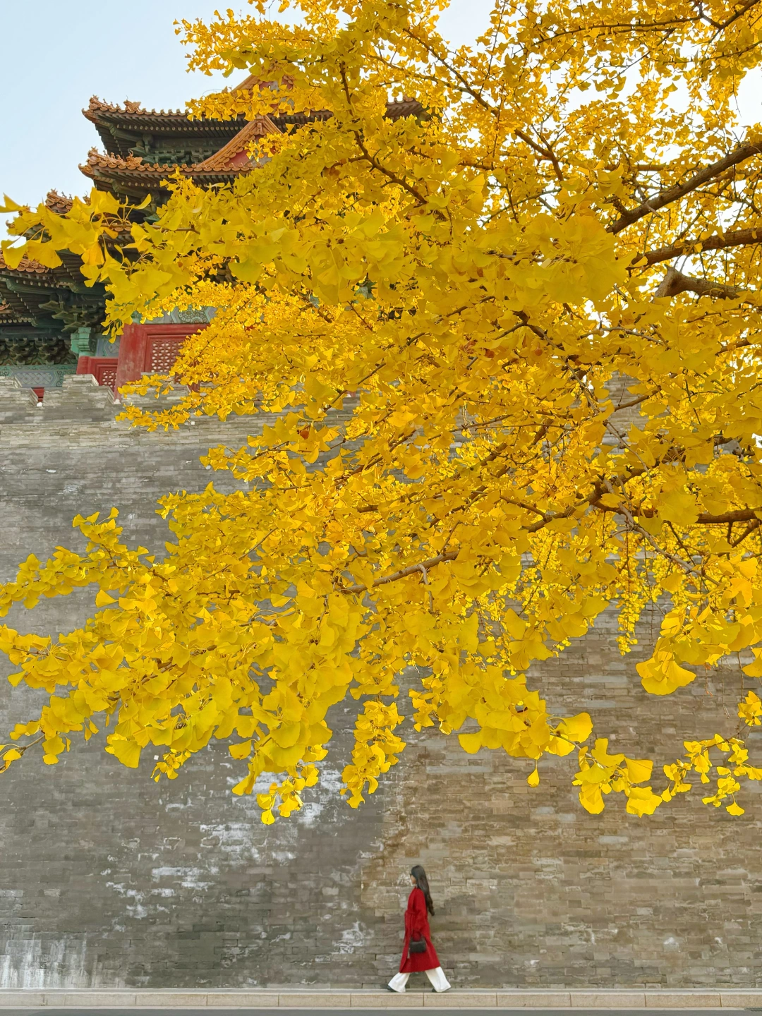 10.28live实况｜故宫西华门银杏美翻了❗️