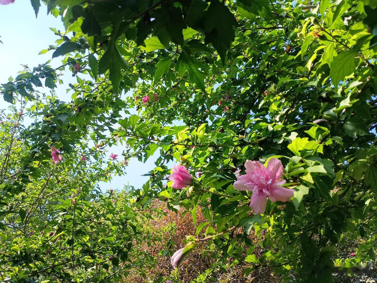 七绝｜丙午立秋吟
羞涩秋风扑面来，
红花绿叶向云开。
波光潋滟夏方逝，
伏热流连