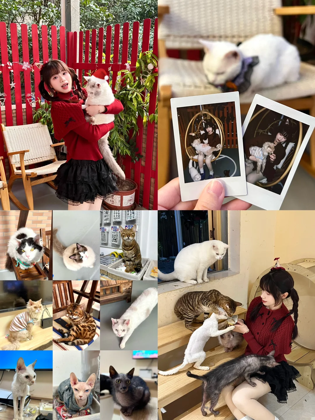 广州猫猫寺这里有好多只猫猫好可爱啊🐈🐾