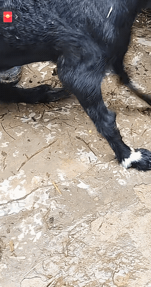 云南，男子以前放丢一只小羊，前两天放羊的时候，听见有羊叫声，在山洞中找到了放丢的