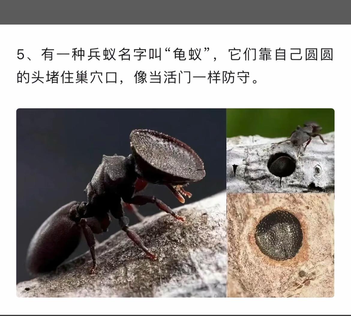 蚂蚁用它的大头堵住洞口，像个门卫。
