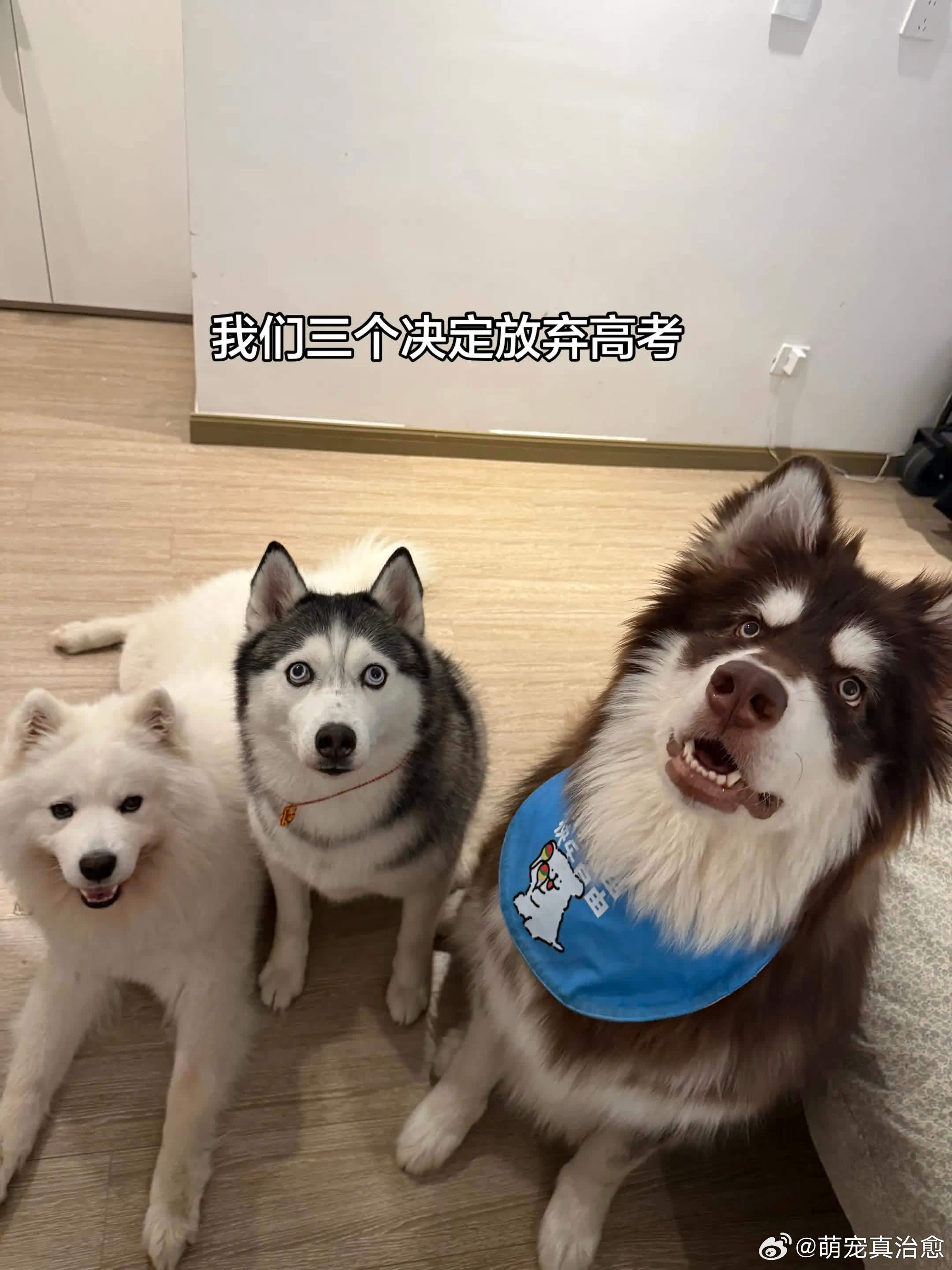太可惜了，来年再战吧萌宠宠物