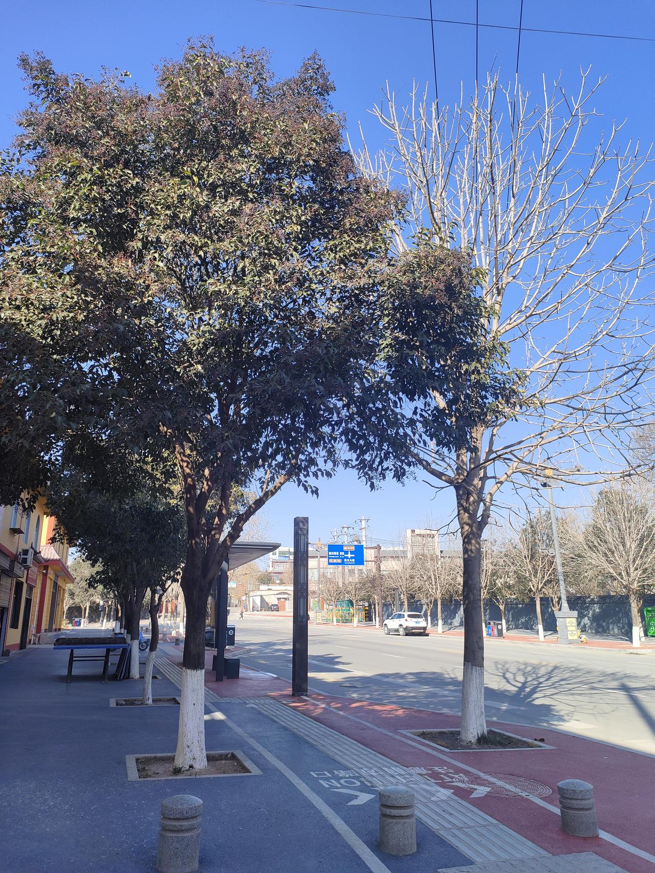 蓝天把街道衬得清亮，树影在红路上写诗，风掠过枝桠时，连光阴都变得轻盈起来。
🚲