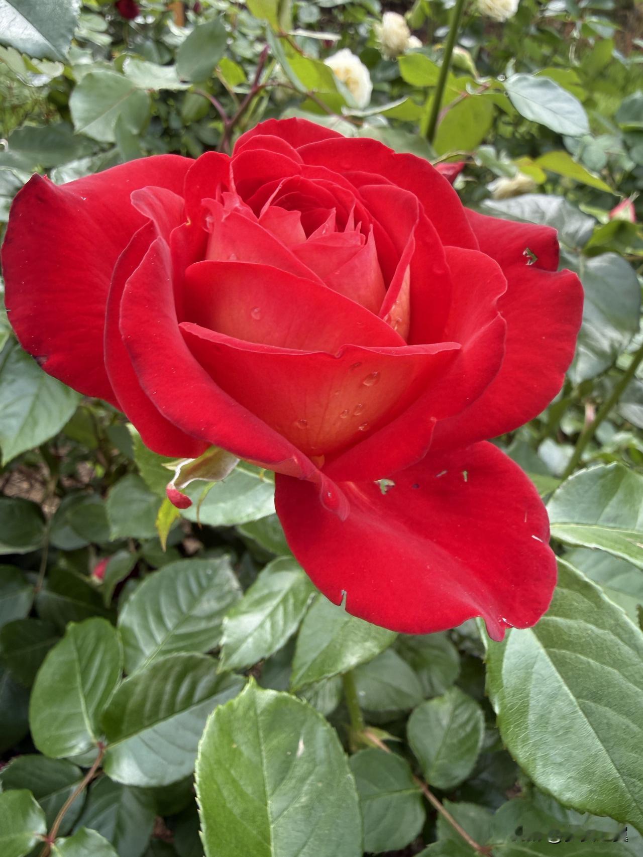 【小对联】
上：……？
下：翻身。