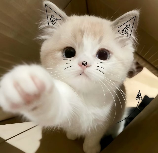 可爱头像  ‖  小猫  ‖  萌宠   ‖    头像分享‖WeChat 