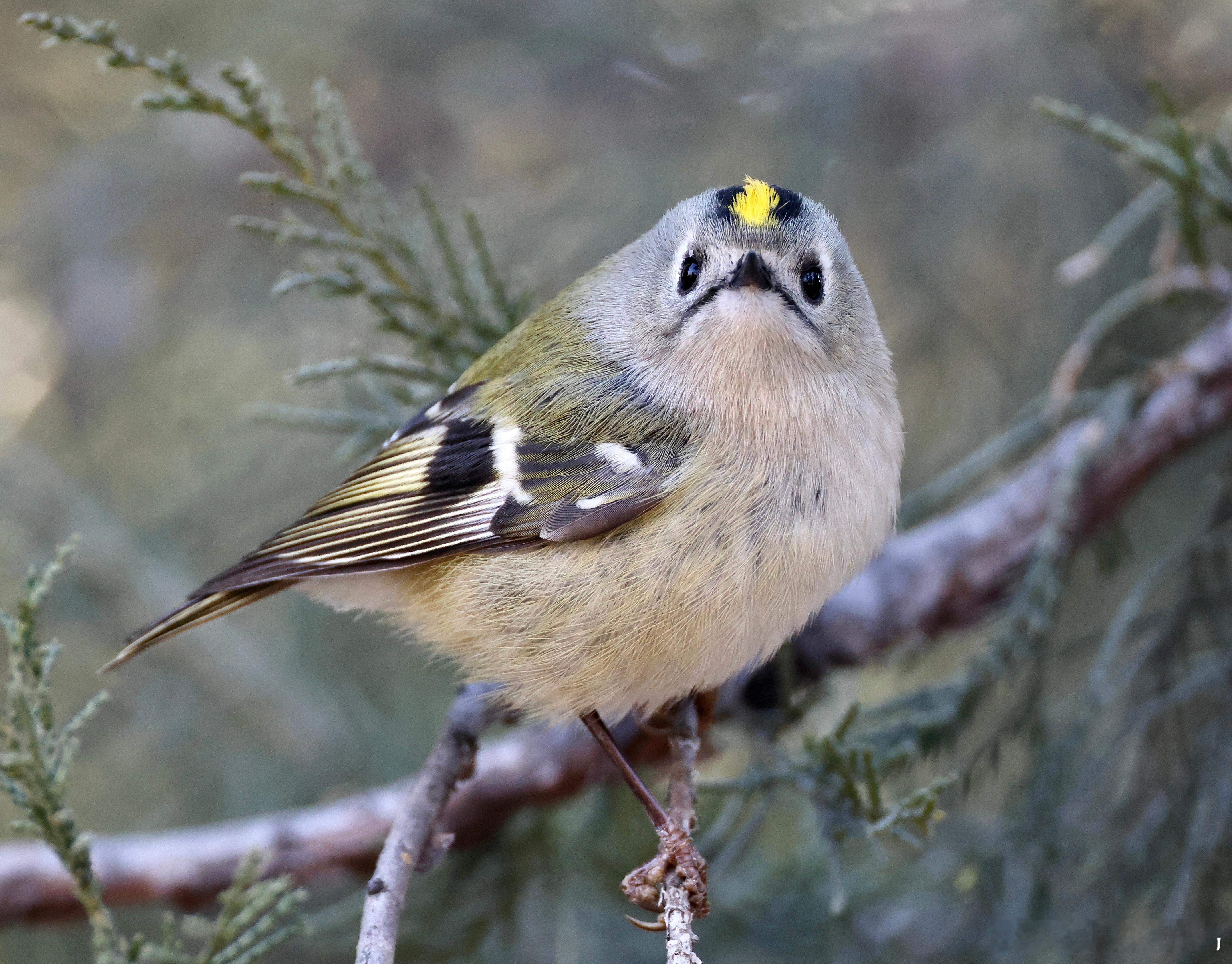 #鸟粉投稿# 头顶一朵小菊花的【戴菊】（戴胜的妹妹 ​​​