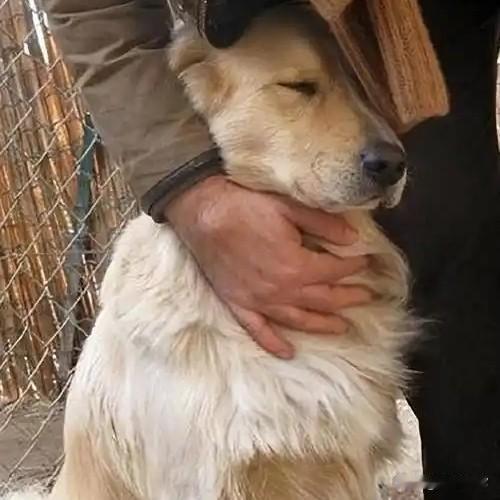 狗狗在最后死亡时间里，为什么喜欢和你呆在一起？

这在医学上被称为“回光返照”（