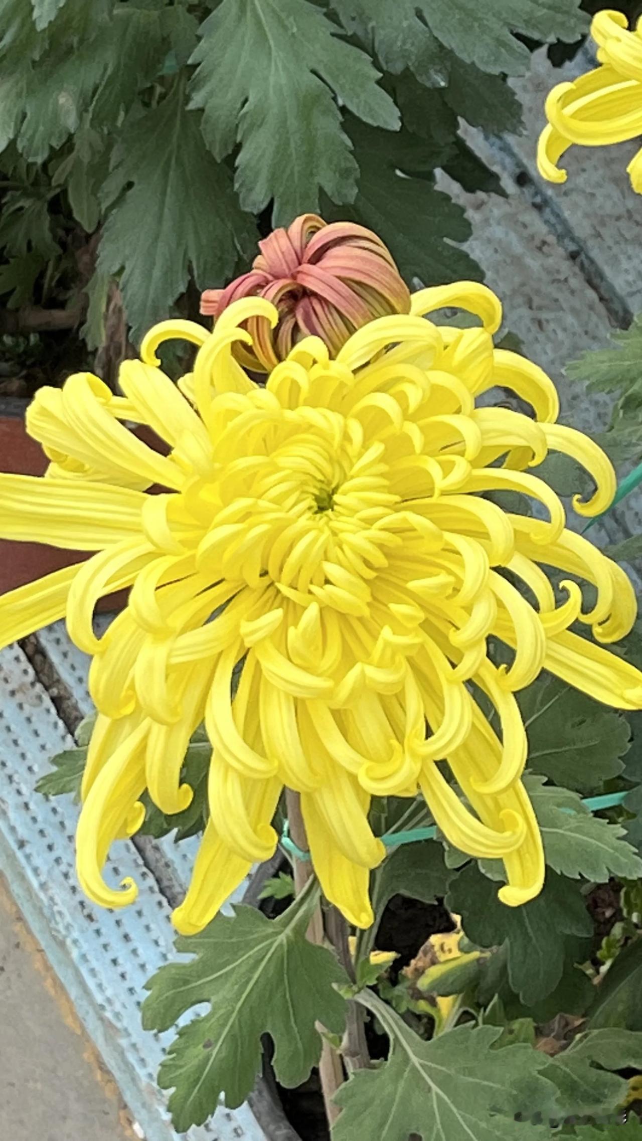 夏日生活打卡季

前天下午二姨婆去世了，昨天我们去殡仪馆与二姨婆告别，今天去高碑