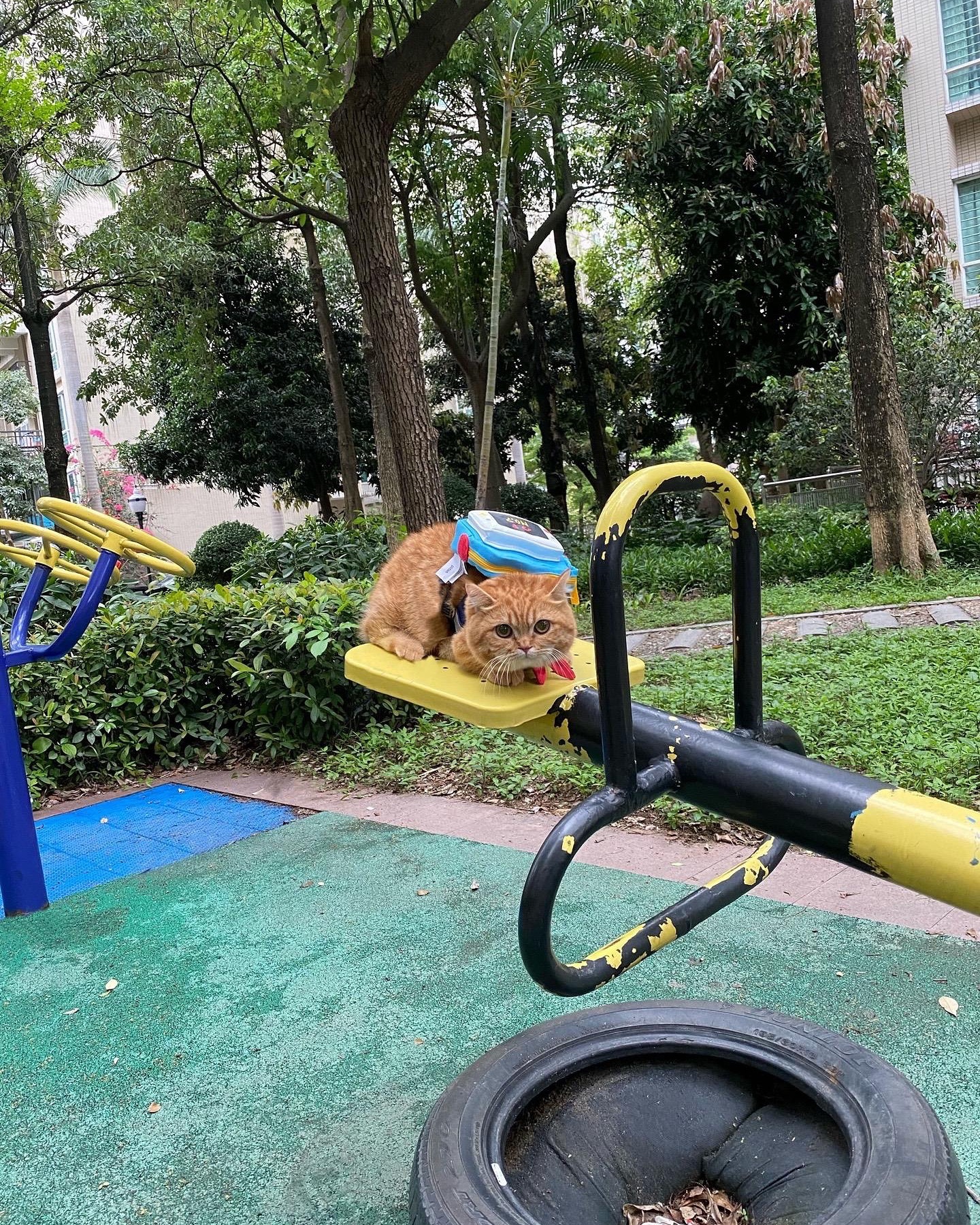 输入体重和小猫玩跷跷板 