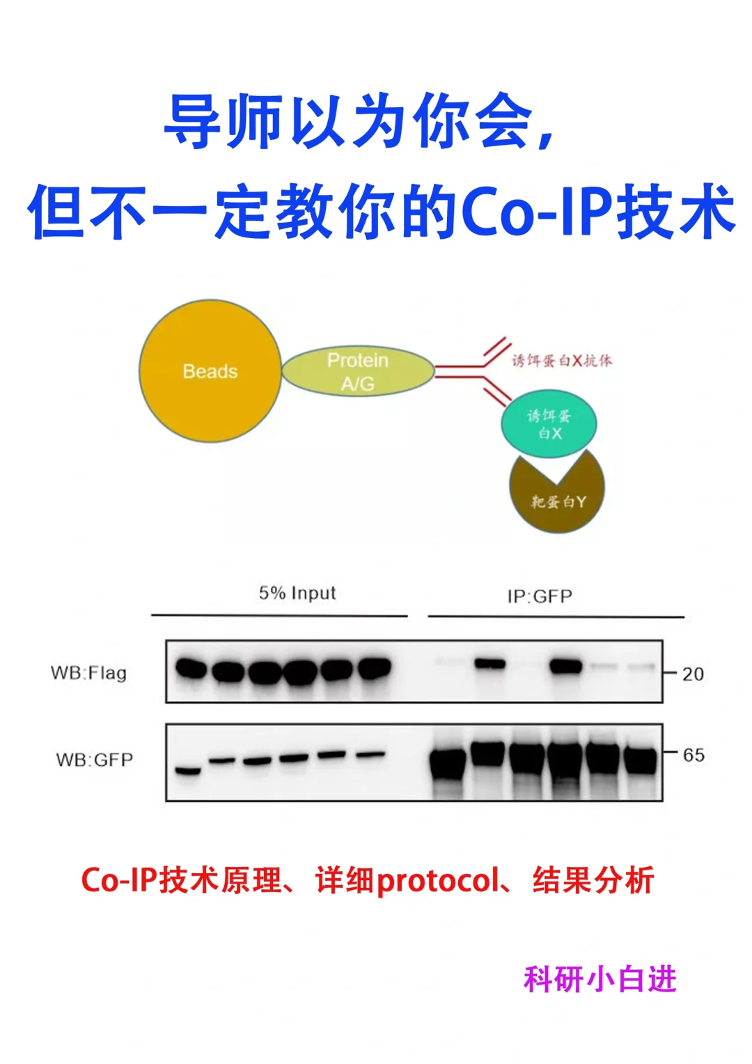 导师以为你会🔥但不一定教你的Co-IP技术