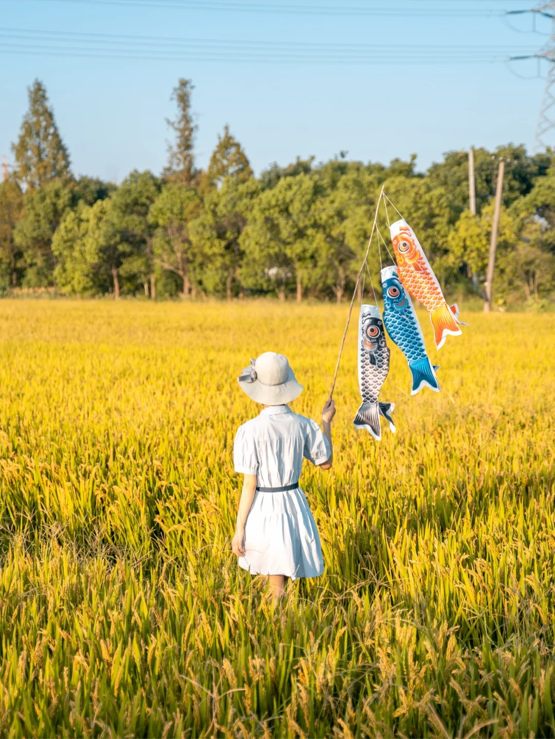 秋日限定｜杭州市区地铁直达的稻田拍摄攻略
