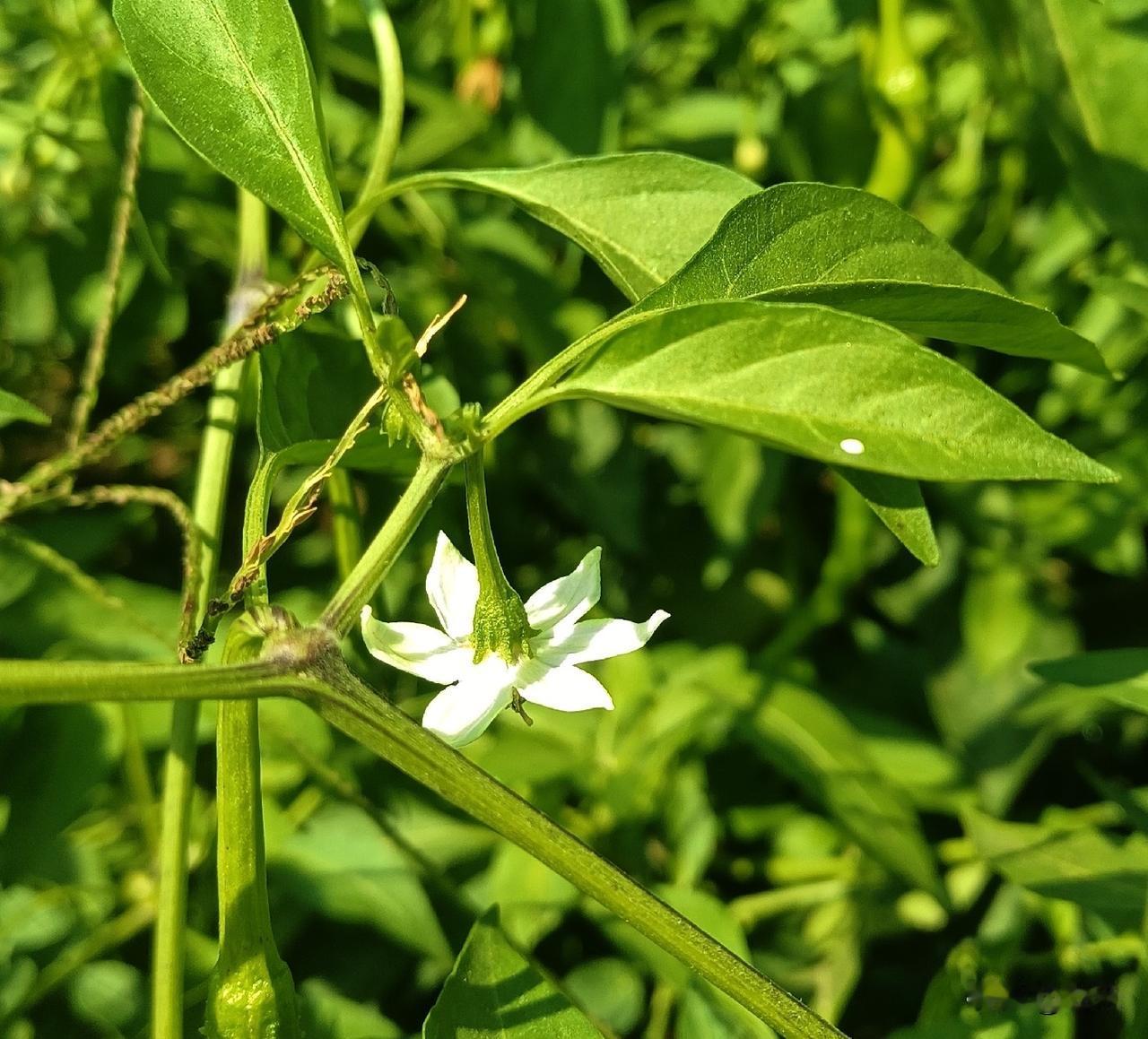 辣椒开的是什么颜色的花?
辣椒开白色的小花，而且还是六瓣的小白花，我家就有辣椒，
