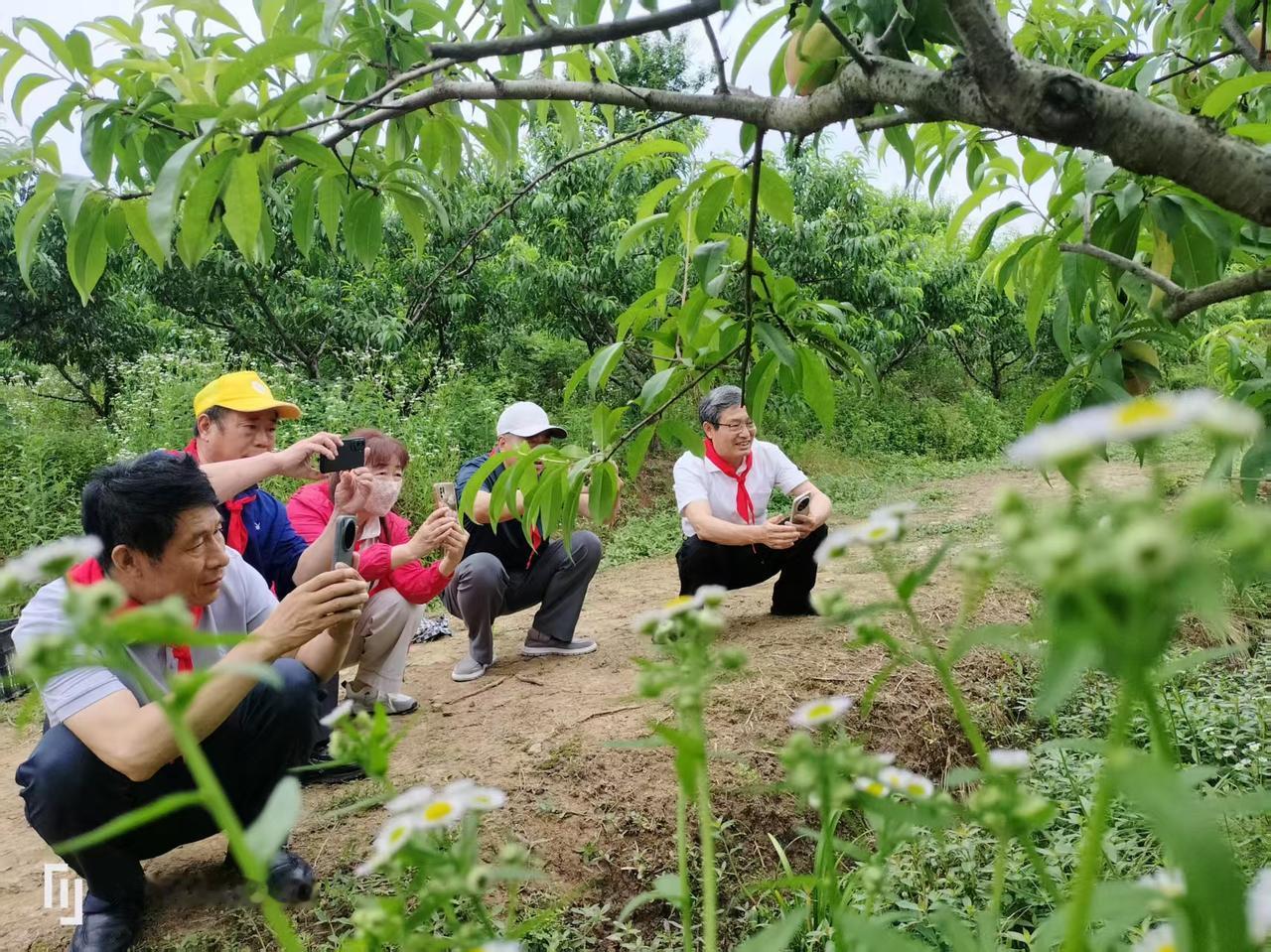 迟到的红领巾，不老的少年心
———记商城县老干部大学课处卢店红灯笼桃园采风活动！