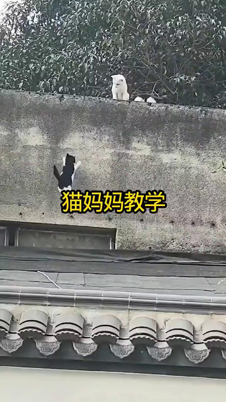 猫妈妈教学。
注意看，猫妈妈正在教小猫学习跳跃。小猫努力的向上跳，虽然一次又一次