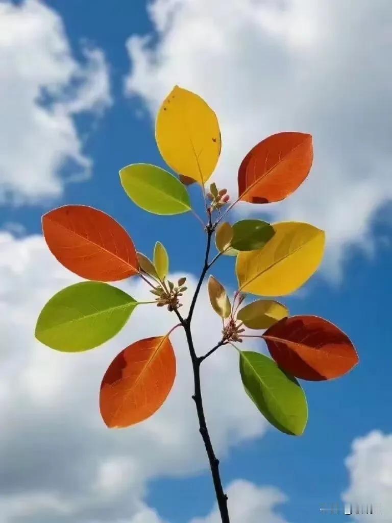各位友友们，这几天我可能没有办法互动了，因为眼睛实在难受，现在写打卡活动也是闭着