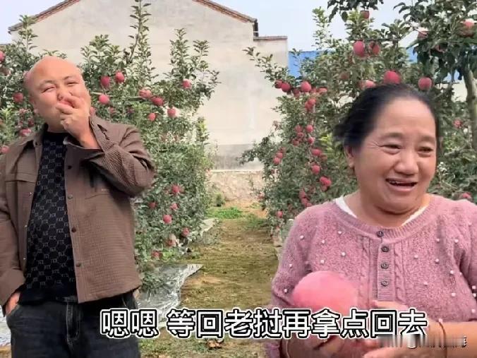 今天，二胖带老挝媳妇玛丽和丈母娘，去当地的平果园里去看工人下果，准备大卖一场，为