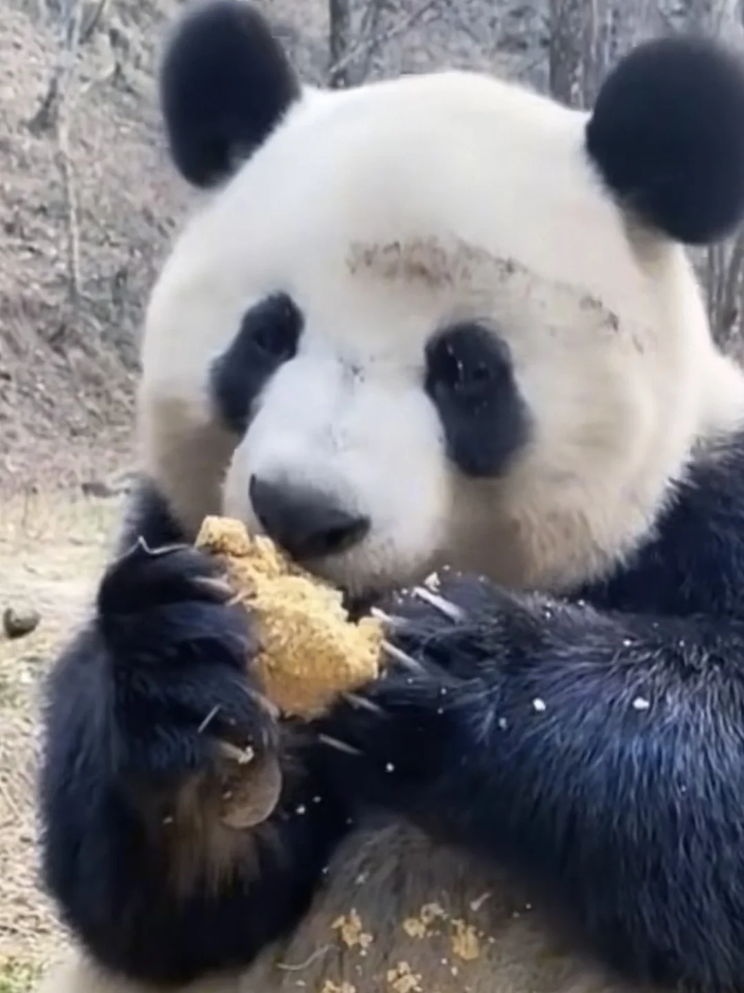 落魄🎃公主在线吃播