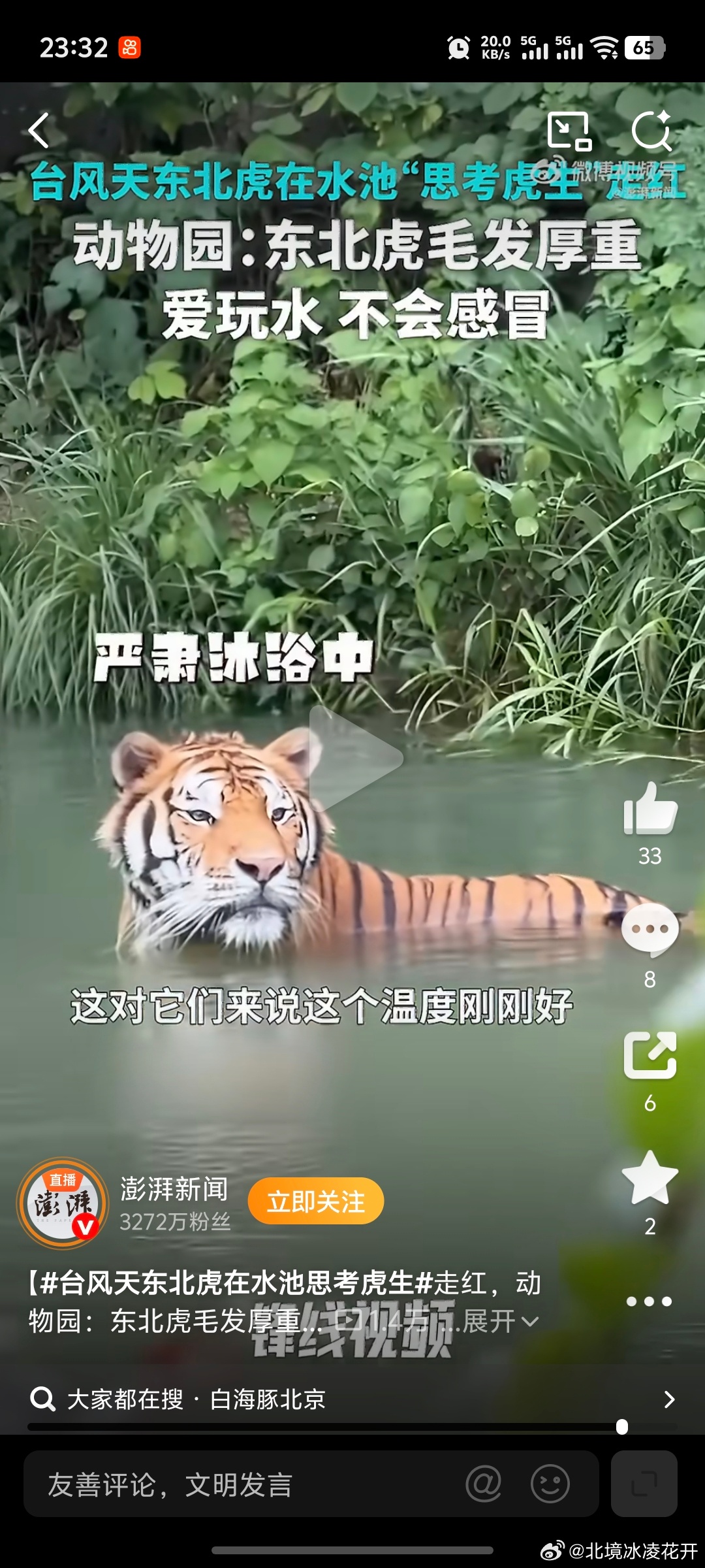台风天东北虎在水池思考虎生它只是想回东北而已。东北虎可以耐受零下40度的温度，是