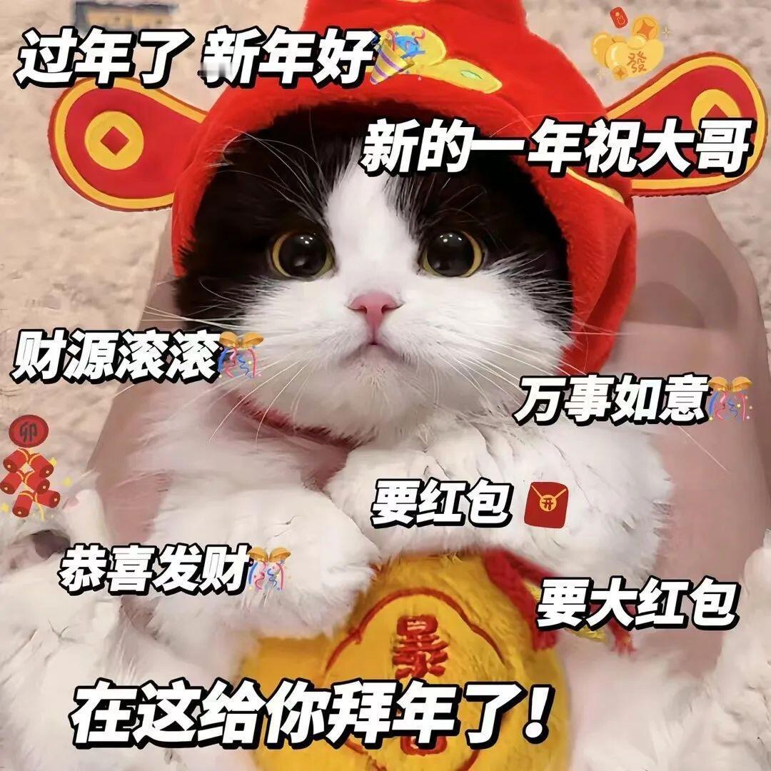 过年专用表情包｜和猫咪一起过年 