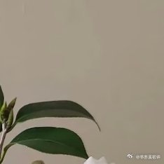 山茶花1. 选择半阴环境：山茶花喜半阴与温暖湿润，避免强光直射，适合放在通风良好