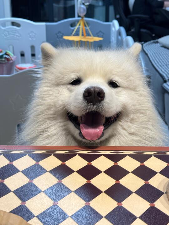 小狗：我是不是很可爱？