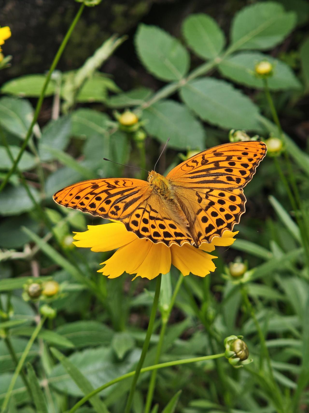 斐豹蛱蝶歇在金鸡菊上，顺便治愈了我

午后闷得慌，索性出门瞎逛。大明宫遗址公园离