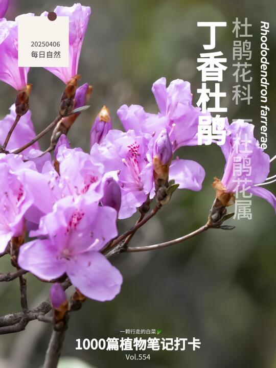 植物笔记554｜开在深圳最高峰的杜鹃花
