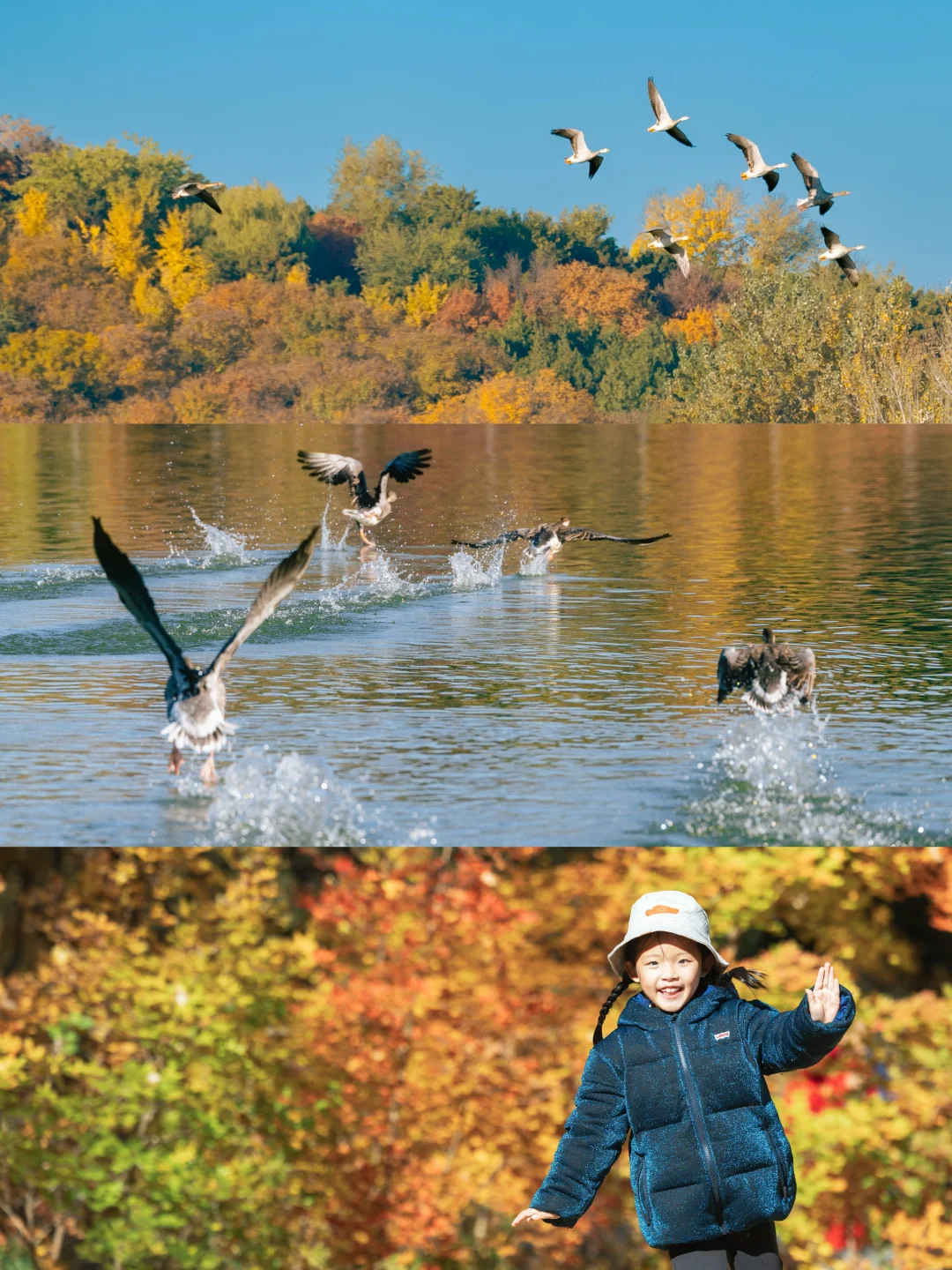 北京奥森观鸟实录！一次性集齐13种小可爱🐦