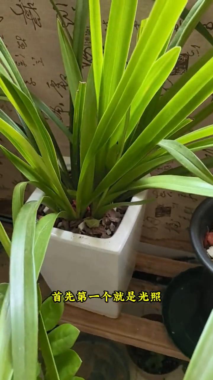 养兰花做好这几点长得旺、盛开花多。
·第一个就是光照，除了夏季，其他春秋季、冬季