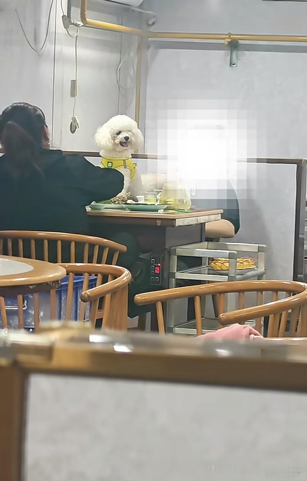 江苏的朋友们如果眼熟这家店的话就赶紧避雷吧，不仅狗上桌就餐，店员还视而不见，那么