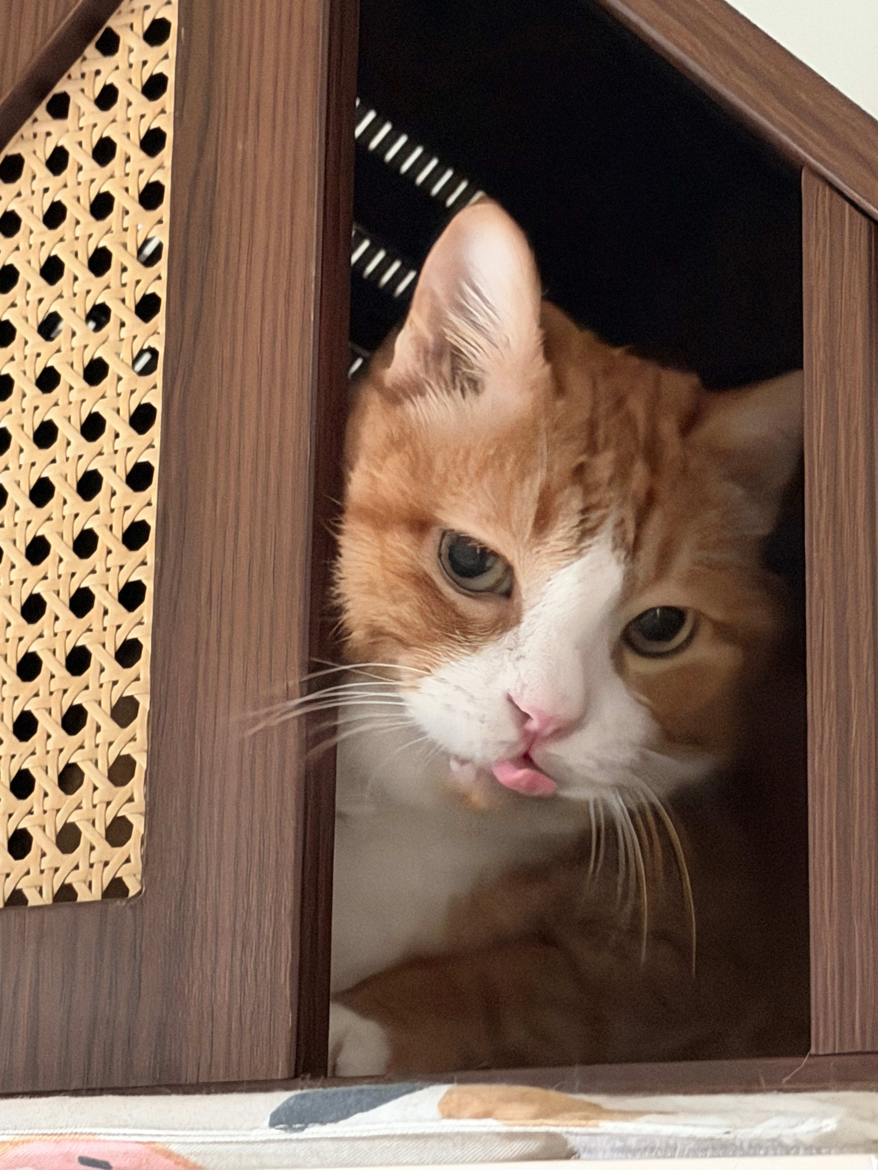 猛虎睡醒！咪包奇[超话] ​​​
