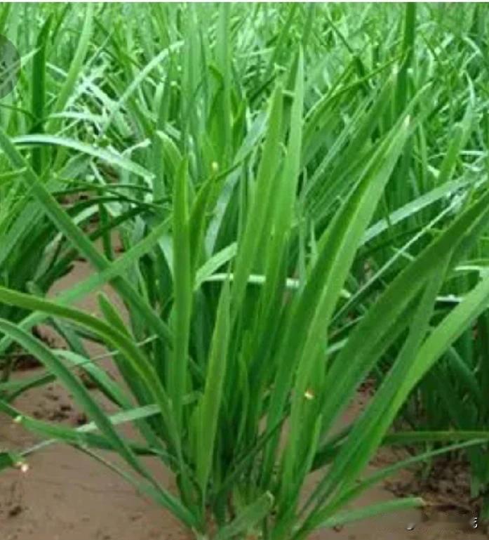 今天户外走了一趟，看那些韭菜长得非常好。回来的时候我跟婆婆说了，没想到晚上她就把