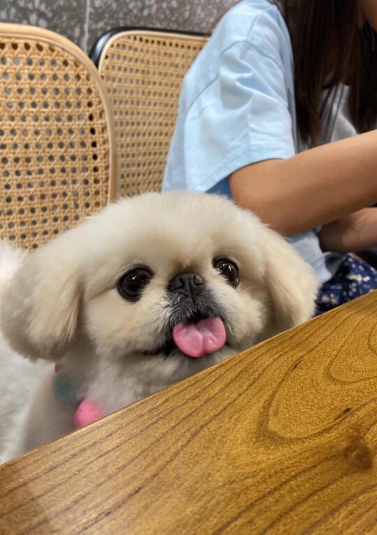 我的菜还未来 👅