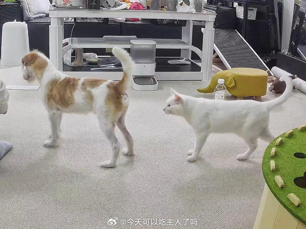 特特变成小矮个了 ​​​