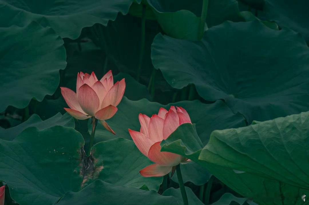 没人能拒绝一朵荷花带来的浪漫淤泥之上，荷花舒展，清雅素洁，是夏日最澄澈的浪漫 ​