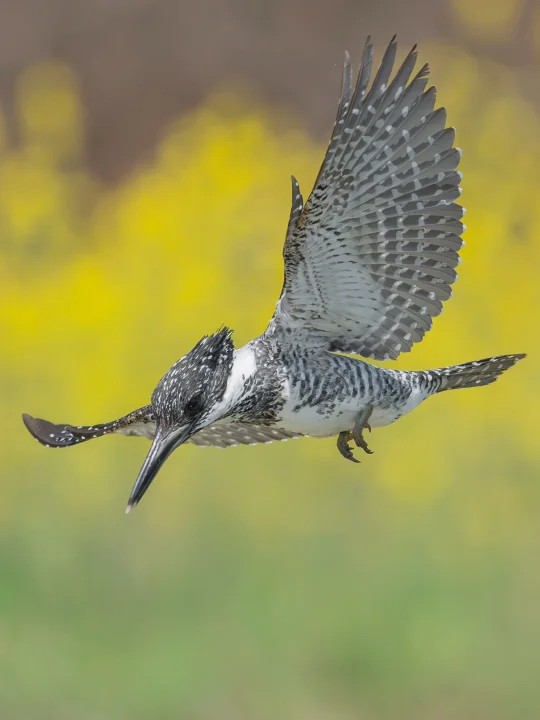 800mm超长焦 雕刻极致飞羽
