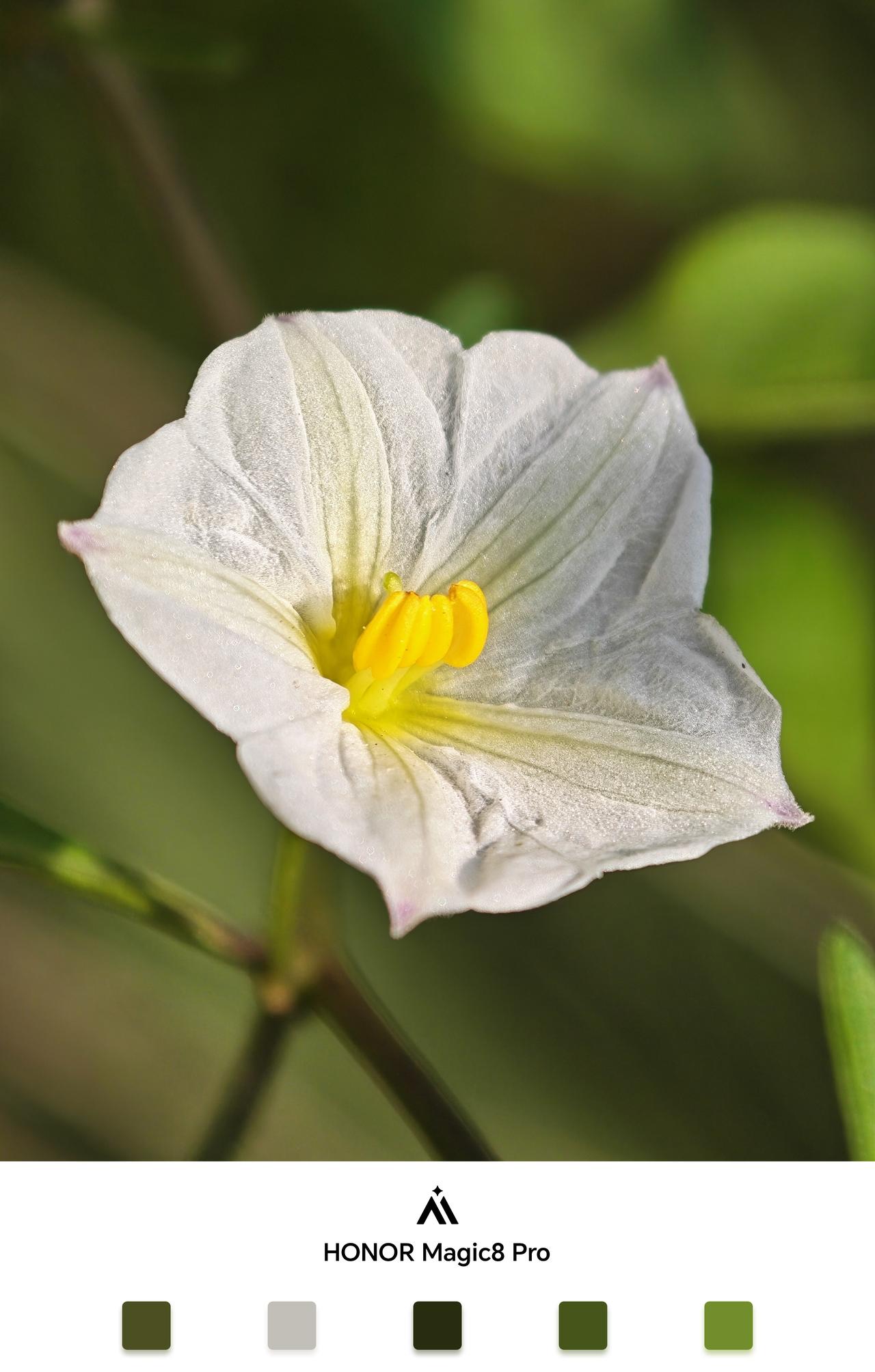风在摇晃小小花儿，也不影响我用荣耀Magic8 Pro拍一拍，长焦微距是真的稳，