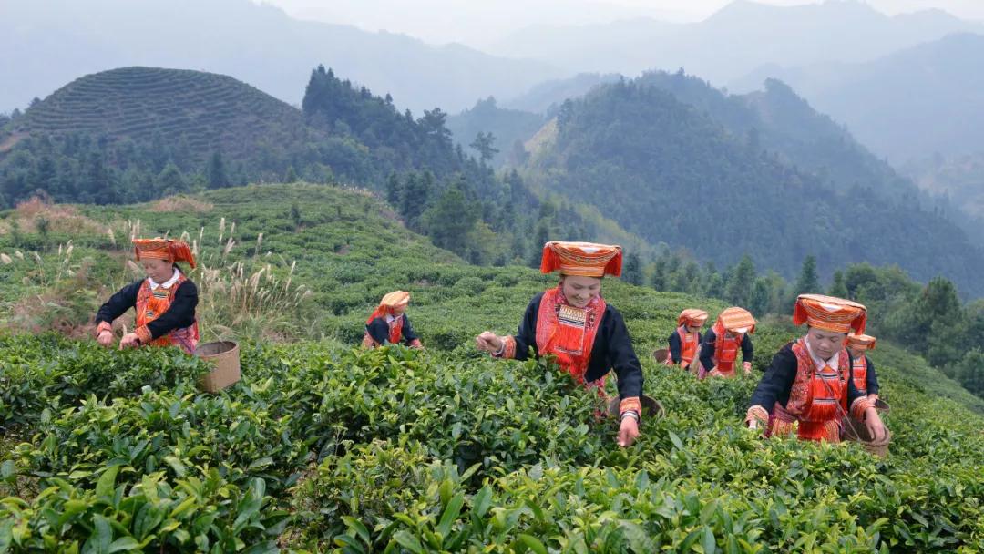 【瑶山出佳茗｜金秀红茶，一杯源自北回归线的蜜韵花香】
在广西大瑶山腹地，藏着一片